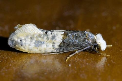 Trichophaga tapetzella